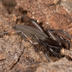 Gnaphosidae (family) at Melba, ACT - 26 Jul 2024