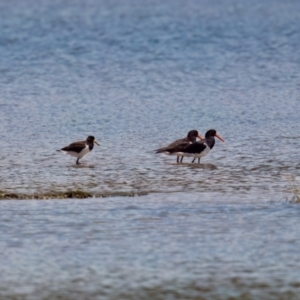 Haematopus longirostris at Lake Innes, NSW - suppressed