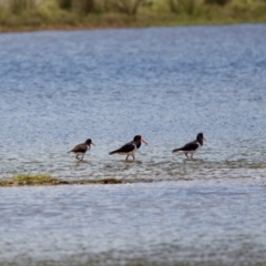 Haematopus longirostris at Lake Innes, NSW - 27 Nov 2023