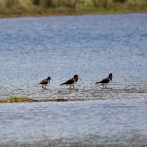 Haematopus longirostris at Lake Innes, NSW - suppressed