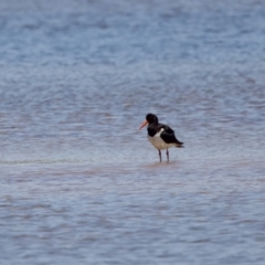 Haematopus longirostris at Lake Innes, NSW - 27 Nov 2023