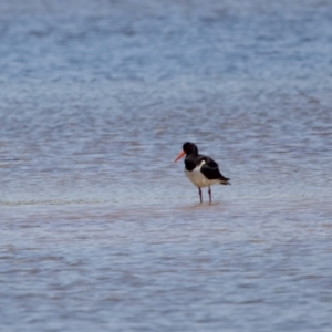 Haematopus longirostris at Lake Innes, NSW - suppressed