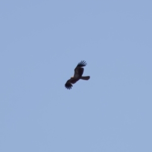 Haliastur sphenurus at Lake Innes, NSW - 27 Nov 2023