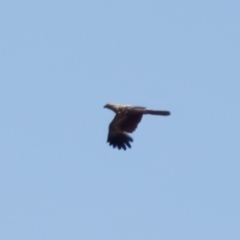 Haliastur sphenurus at Lake Innes, NSW - 27 Nov 2023