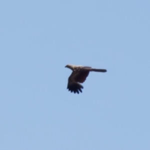 Haliastur sphenurus at Lake Innes, NSW - 27 Nov 2023 11:50 AM