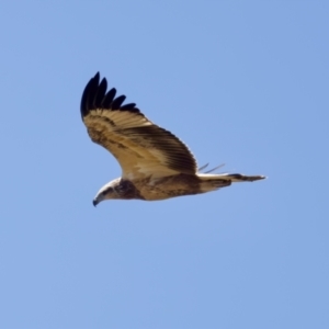 Haliaeetus leucogaster at Lake Innes, NSW - 27 Nov 2023