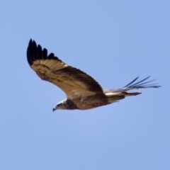 Haliaeetus leucogaster at Lake Innes, NSW - 27 Nov 2023