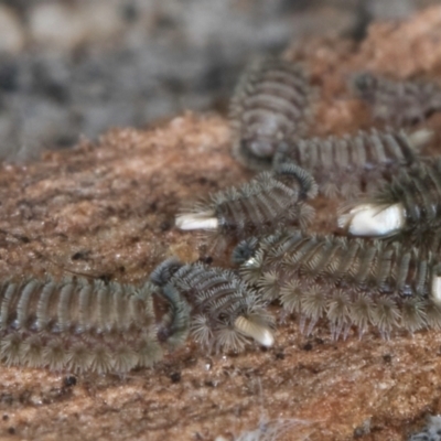 Polyxenida (order) (Pin-cushion Millipede) at Melba, ACT - 26 Jul 2024 by kasiaaus