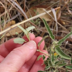 Unidentified Other Shrub at Porcupine, QLD - 26 Jul 2024 by lbradley