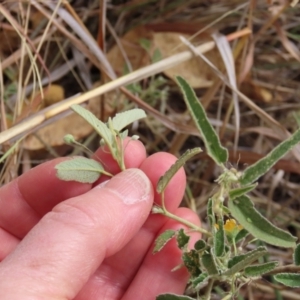 Sida fibulifera at Porcupine, QLD - 26 Jul 2024