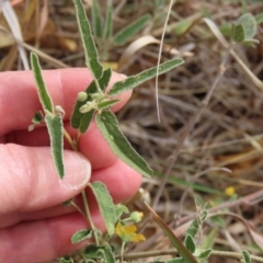 Sida fibulifera at Porcupine, QLD - 26 Jul 2024