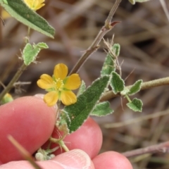 Sida fibulifera at Porcupine, QLD - 26 Jul 2024