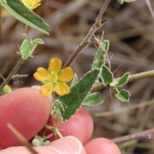 Sida fibulifera at Porcupine, QLD - 26 Jul 2024