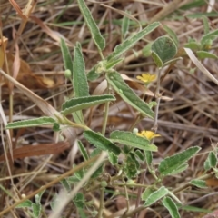 Sida fibulifera at Porcupine, QLD - 26 Jul 2024