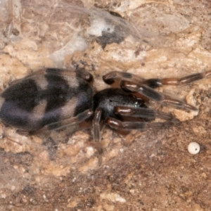 Lampona cylindrata at Melba, ACT - 26 Jul 2024