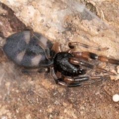 Lampona cylindrata at Melba, ACT - 26 Jul 2024