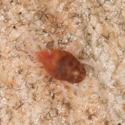 Bdellidae sp. (family) (Unidentified Snout Mite) at Melba, ACT - 26 Jul 2024 by kasiaaus