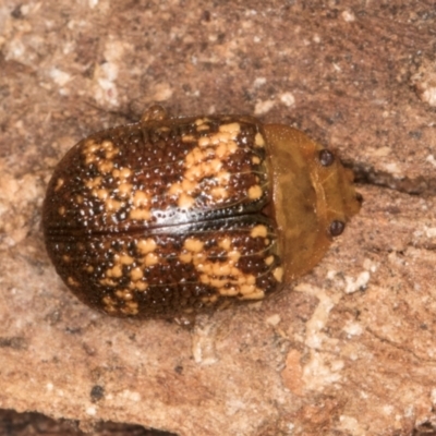 Paropsis aspera (Eucalyptus Tortoise Beetle) at Melba, ACT - 26 Jul 2024 by kasiaaus