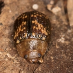 Paropsis aspera at Melba, ACT - 26 Jul 2024 01:30 PM