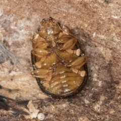 Paropsis aspera at Melba, ACT - 26 Jul 2024