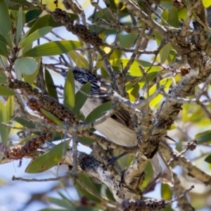 Plectorhyncha lanceolata at Lake Innes, NSW - 27 Nov 2023 11:57 AM