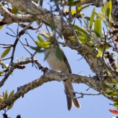 Plectorhyncha lanceolata at Lake Innes, NSW - 27 Nov 2023 11:57 AM