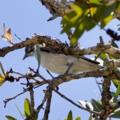 Plectorhyncha lanceolata at Lake Innes, NSW - 27 Nov 2023