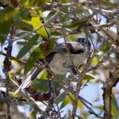 Plectorhyncha lanceolata at Lake Innes, NSW - 27 Nov 2023 11:57 AM