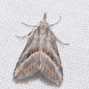 Nola paromoea (Divided Tuft-moth) at Jerrabomberra, NSW by DianneClarke