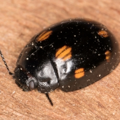 Paropsisterna octosignata (Eucalyptus leaf beetle) at Melba, ACT - 26 Jul 2024 by kasiaaus