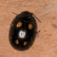 Paropsisterna octosignata at Melba, ACT - 26 Jul 2024 01:34 PM