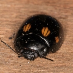 Paropsisterna octosignata at Melba, ACT - 26 Jul 2024 01:34 PM