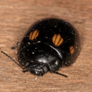 Paropsisterna octosignata at Melba, ACT - 26 Jul 2024 01:34 PM