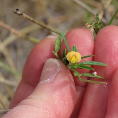 Unidentified Pea at Porcupine, QLD - 26 Jul 2024 by lbradley