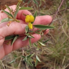 Unidentified Pea at Porcupine, QLD - 26 Jul 2024 by lbradley