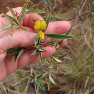 Cajanus acutifolius at Porcupine, QLD - 26 Jul 2024 12:47 PM