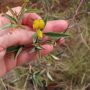 Cajanus acutifolius at Porcupine, QLD - 26 Jul 2024