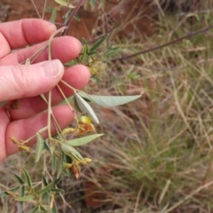 Cajanus acutifolius at Porcupine, QLD - 26 Jul 2024 12:47 PM