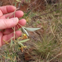 Cajanus acutifolius at Porcupine, QLD - 26 Jul 2024