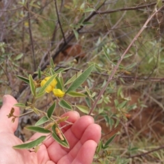 Cajanus acutifolius at Porcupine, QLD - 26 Jul 2024