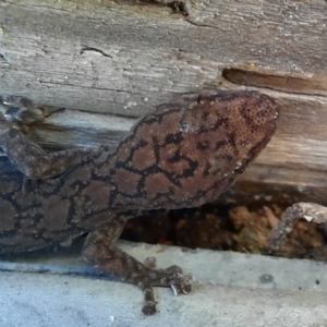 Christinus marmoratus at Richardson, ACT - 26 Jul 2024 02:31 PM