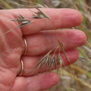 Themeda triandra at Porcupine, QLD - 26 Jul 2024