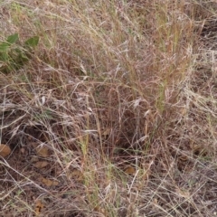 Themeda triandra at Porcupine, QLD - 26 Jul 2024 12:40 PM