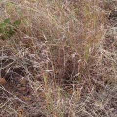 Themeda triandra at Porcupine, QLD - 26 Jul 2024