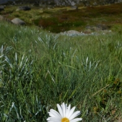 Celmisia costiniana (Costin's Snow Daisy) at Kosciuszko, NSW - 9 Jan 2020 by MB