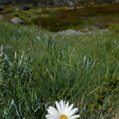 Celmisia costiniana (Costin's Snow Daisy) at Kosciuszko, NSW - 8 Jan 2020 by MB