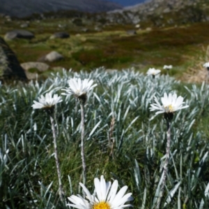 Celmisia costiniana at Kosciuszko, NSW - 9 Jan 2020