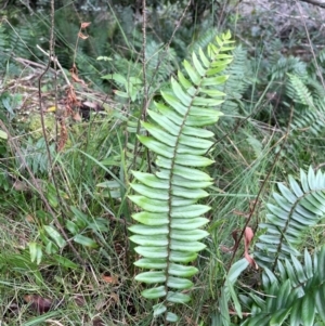 Pellaea falcata at Bournda, NSW - 5 Jul 2024