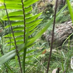 Pellaea falcata at Bournda, NSW - 5 Jul 2024