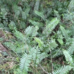 Pellaea falcata at Bournda, NSW - 5 Jul 2024